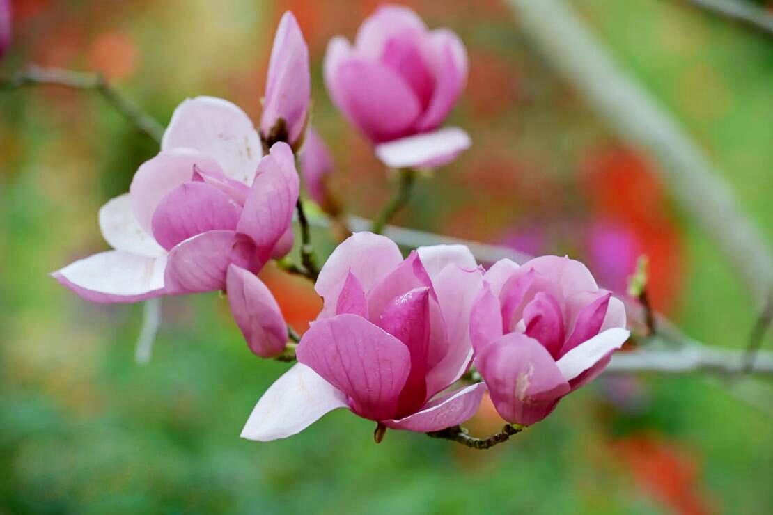 朱砂玉蘭11.jpg 朱砂玉蘭11.jpg