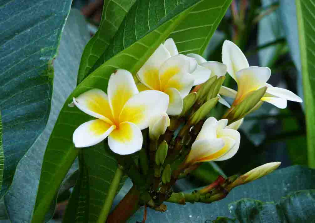 雞蛋??1.jpg 雞蛋??1.jpg